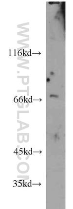 SLAM/CD150 Antibody in Western Blot (WB)