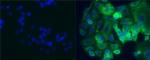 Mouse IgG1 kappa Isotype Control in Immunocytochemistry (ICC/IF)