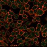 TDRKH Antibody in Immunocytochemistry (ICC/IF)