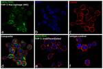 CD71 (Transferrin Receptor) Antibody