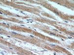 SHMT2 Antibody in Immunohistochemistry (Paraffin) (IHC (P))