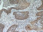 SHMT2 Antibody in Immunohistochemistry (Paraffin) (IHC (P))