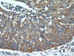 SHMT2 Antibody in Immunohistochemistry (Paraffin) (IHC (P))