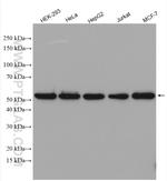 SHMT2 Antibody in Western Blot (WB)