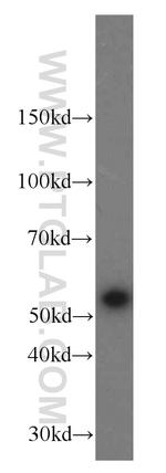 SHMT2 Antibody in Western Blot (WB)