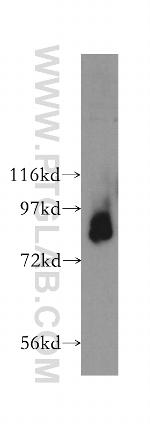 TAP1 Antibody in Western Blot (WB)