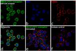 CD116 Antibody in Immunocytochemistry (ICC/IF)