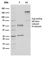 Fas (TNFRSF6) associated factor 1 Antibody in SDS-PAGE (SDS-PAGE)