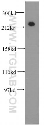 MYH9 Antibody in Western Blot (WB)