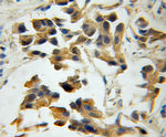 EIF3G Antibody in Immunohistochemistry (Paraffin) (IHC (P))