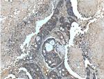 SGK2 Antibody in Immunohistochemistry (Paraffin) (IHC (P))