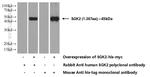 SGK2 Antibody in Western Blot (WB)