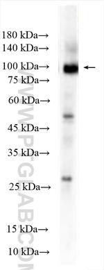 Integrin beta-7 Antibody in Western Blot (WB)