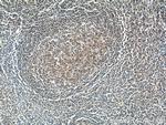 DEF6 Antibody in Immunohistochemistry (Paraffin) (IHC (P))