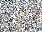 DEF6 Antibody in Immunohistochemistry (Paraffin) (IHC (P))