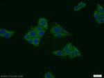 MIER1 Antibody in Immunocytochemistry (ICC/IF)