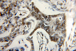 MIER1 Antibody in Immunohistochemistry (Paraffin) (IHC (P))