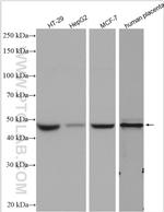 Cyclin E1 Antibody in Western Blot (WB)