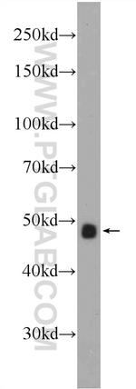 Cyclin E1 Antibody in Western Blot (WB)