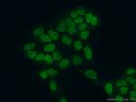 MCM5 Antibody in Immunocytochemistry (ICC/IF)