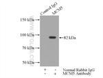 MCM5 Antibody in Immunoprecipitation (IP)