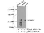 NOLC1 Antibody in Immunoprecipitation (IP)