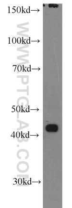 RSAD2 Antibody in Western Blot (WB)