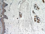 RSAD2 Antibody in Immunohistochemistry (Paraffin) (IHC (P))