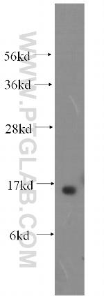 RBP5 Antibody in Western Blot (WB)