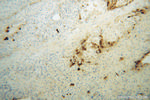 Apolipoprotein H Antibody in Immunohistochemistry (Paraffin) (IHC (P))