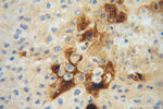 Apolipoprotein H Antibody in Immunohistochemistry (Paraffin) (IHC (P))