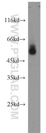 Apolipoprotein H Antibody in Western Blot (WB)