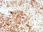 Clusterin/Apolipoprotein J (APO-J) Antibody in Immunohistochemistry (Paraffin) (IHC (P))