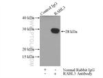 RABL3 Antibody in Immunoprecipitation (IP)