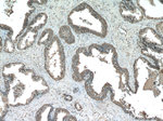 TMEFF2 Antibody in Immunohistochemistry (Paraffin) (IHC (P))