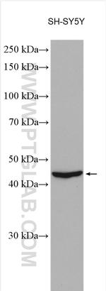 TMEFF2 Antibody in Western Blot (WB)