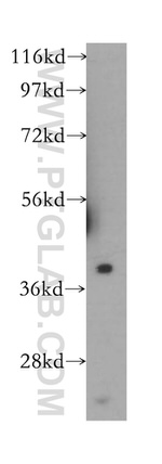 TMEFF2 Antibody in Western Blot (WB)