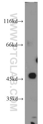 TMEFF2 Antibody in Western Blot (WB)