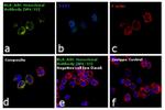 HLA-ABC Antibody in Immunocytochemistry (ICC/IF)