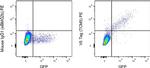 Mouse IgG2b kappa Isotype Control in Flow Cytometry (Flow)