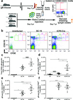 CD8a Antibody in Flow Cytometry (Flow)