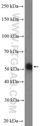 NUSAP1 Antibody in Western Blot (WB)