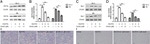 IBA1 Antibody in Western Blot (WB)