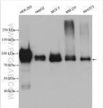 DVL2 Antibody in Western Blot (WB)