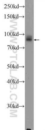 DVL2 Antibody in Western Blot (WB)