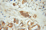 CD164 Antibody in Immunohistochemistry (Paraffin) (IHC (P))