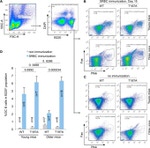 CD95 (APO-1/Fas) Antibody in Flow Cytometry (Flow)