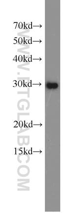 SPIN1 Antibody in Western Blot (WB)