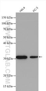 SPIN1 Antibody in Western Blot (WB)