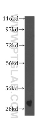 SPIN1 Antibody in Western Blot (WB)